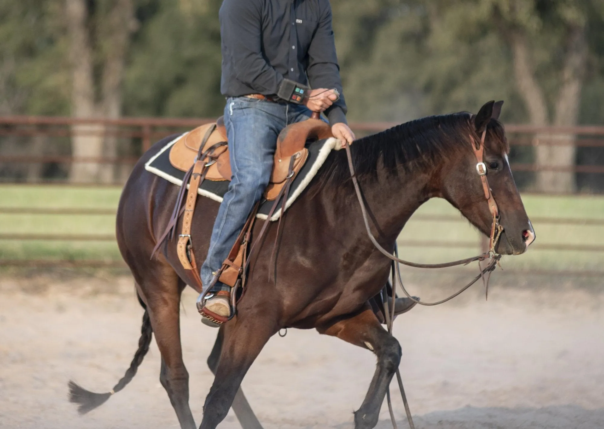 Classic Equine 3/4" Performance Trainer Saddle Pad- Black