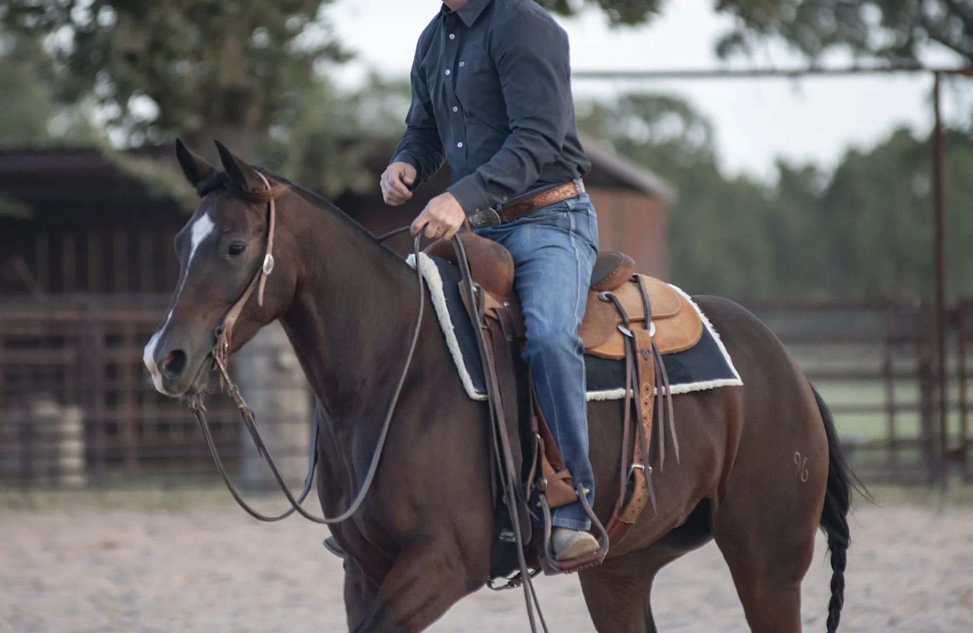 Classic Equine 3/4" Performance Trainer Saddle Pad- Black